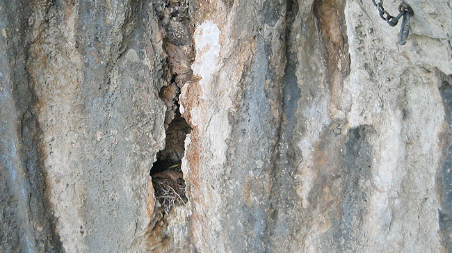 Rep od zmije u rupi! Opcija a) zmija je sišla od gori, pa je udrila po jajima / Opcija b) Zmija je popela projekt !!! tj. došla je od doli do gnjezda! / Opcija c) Zmija je došla od doli ali još nije službeno popela projekt jer marendaje u rupi. Do sidrišta joj fali 50cm / Opcija d) Sokol je ubija zmiju pa je dovea gori