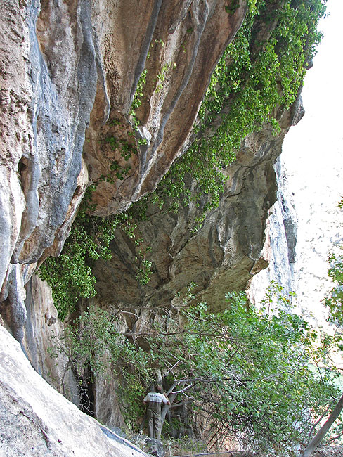 Skriveno blago... ...ispod gomile bršljana - Boći u podnožju!
