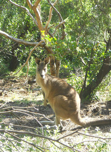 Prvo da razjasnimo svima - Perija Putnik Režić ne koristi teleobjektiv, dakle, ovo je slikano iz bliza, a bome, ovaj klokan izgleda nimalo vedro raspoložen!!!