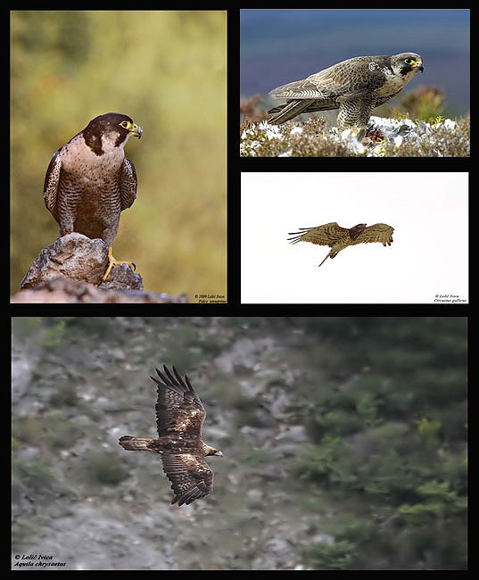 Klobuk je potencijalno gnjezdilište ovih impresivnih aseva: Sivi sokol (gori livo), Suri orao (doli), Krški sokol (gori desno), Zmijar (doli desno).