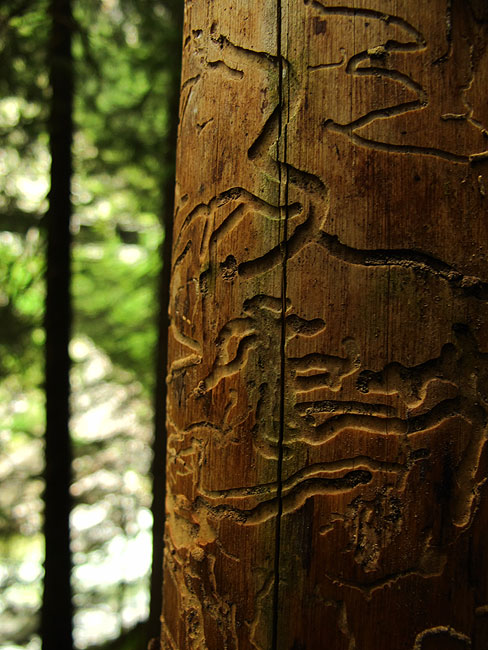 Crvi crtaju grafite po šumi...