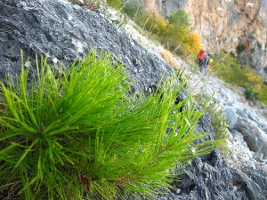 Leća puna vapnenca!