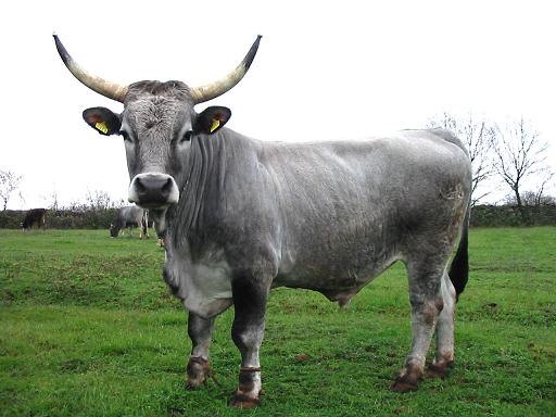 ... prerušen u boškarina, na livadi kraj Plodina.