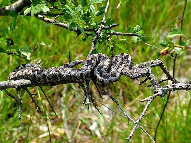 Ko bi ga ubra kad udre +40 !?