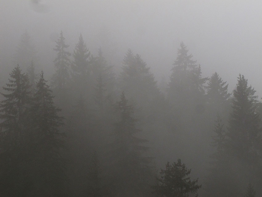 Čarolija se šulja među jelama...