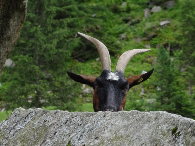 Prerušeni Did Marul?