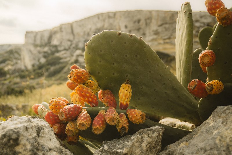 Gozo je drugi po veličini otok Malte, udaljen pola ure trajektom od glavnog otoka. Ima masu toga za penjat, a mi smo se odlučili za...