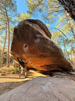 Šuma puna savršenstva.